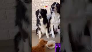 TRY NOT TO LAUGH CHALLENGE 2 FUNNY ANIMALS shorts short shortvideo funny animals funnyanimals [upl. by Raynah222]