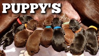 De geboorte van een GROOT AANTAL PUPPYS  Boer Gerrit vlogt [upl. by Salman]