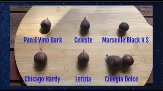 Fig Tasting Pan E Vino Dark Celeste Marseille Black VS Chicago Hardy Letizia Ciliegia Dolce [upl. by Lirba726]