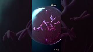 Mitosis 3D Animation  Cell Cycle And Division Neet biology [upl. by Petty]