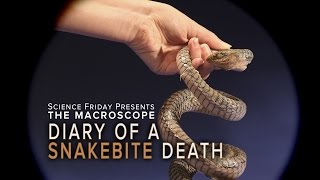 Diary of A Snakebite Death [upl. by Yrkcaz]