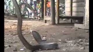 Akola City News Hindi 15 July 2011flv [upl. by Ynaiffit]