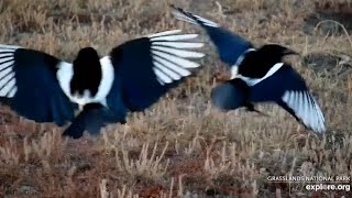 Blackbilled magpies Pica hudsonia at Bison Watering Hole  Grasslands National Park  exploreorg [upl. by Itsyrc]