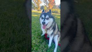 Pomsky takes in early fall [upl. by Marcela]