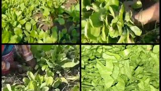 Spinach Field  Palak Khet  Growing Spinach Fully Grown Spinach Field  Plucking Spinach Vlog [upl. by Emili]