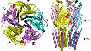 Difference Between Muscarinic and Nicotinic Receptors [upl. by Nygem]