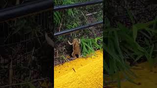 The Amplexus of the Frogs nature frogs Hopegardens Jamaica Caribbean mating [upl. by Enitsugua]