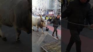 Breeds of cows Hungarian Grey shorts [upl. by Xenophon]