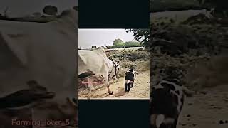 Farminglover5😍 bull agriculture cow bulls farming animals bullfarm shorts subscribe love [upl. by Ahsiyt]