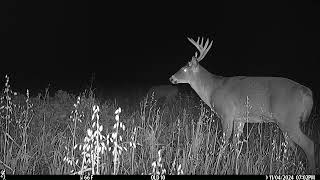 trail camera seven card stud food plot 2024 [upl. by Vally]