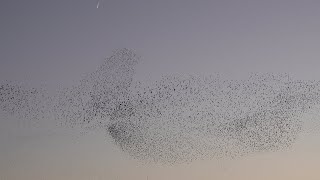 Starlings over Lucca [upl. by Marilla]