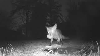 Wet Fox On A Wet Night talltreesnaturereserve foxes nature animals wildlife Britishwildlife [upl. by Sylvie659]