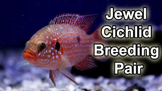 Jewel Cichlid Breeding Pair and Fry  Hemichromis guttatus [upl. by Naj]