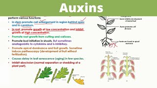 Auxins  Plant Hormones [upl. by Dorehs]