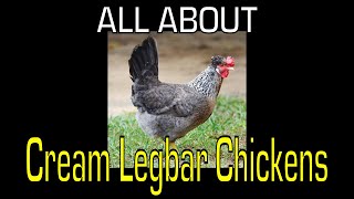 Cream Legbar Chicken  Information [upl. by Lonier]