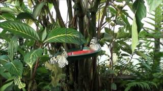 Butterfly World Edinburgh 30032012 [upl. by Ditter]