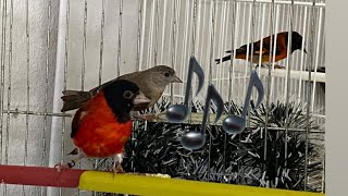 KAPUCINER VENECUELANSKA CAJZLA PESMA Spinus Carduelis cucullata Red Siskin Singing [upl. by Uke]