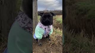 lonely dog ​​and lonely tree pug dog cutepug shorts [upl. by Skye]