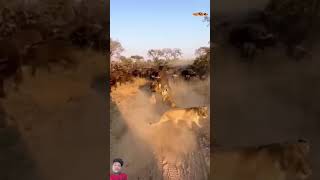 Wow 😲 funnymoments tumitnecutekyunho lions shortvideo animals lion wildlife wildanimals [upl. by Omixam]