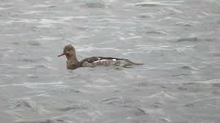 Redbreasted Merganser Mergus serrator Stellendam ZH the Netherlands 22 Nov 2024 55 [upl. by Yldarb]