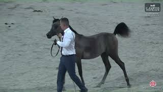 N 15 WADHA AL BAREQ Al Maha Arabian Horse Show 2024 Filly Foals Class 1A [upl. by Horsey]