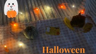 Halloween 2024как сделать украшения🎃 [upl. by Baram]