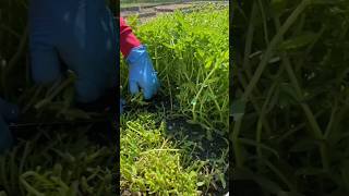 Harvesting fresh Limnophila aromatica Pak Ka Yan from the garden LimnophilaAromatica [upl. by Banebrudge]