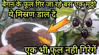 बैगनटमाटर के पौधे मे इसे एक मुठ्ठि डाल दिया तो पौधा फलो से भर जाएगाgrowing brinjal in garden [upl. by Elayne]