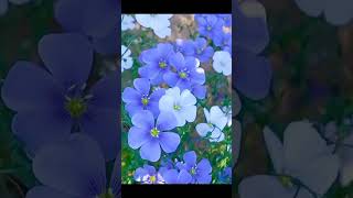 Linum Perenne Flowers nature shorts Blue Flax flower amazing [upl. by Natehc]