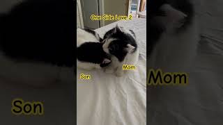 One Side Love 2 catlover mom lovecat [upl. by Winchester]