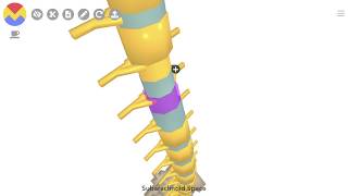 3D Tour of the Spinal Cord [upl. by Booker387]