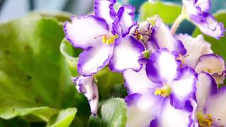 Simple Tips And Tricks Growing African Violet [upl. by Reagen338]