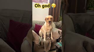 dog doglover love funny trending lablove dogowner lablovers pets whitelab cute comedy [upl. by Nylle157]