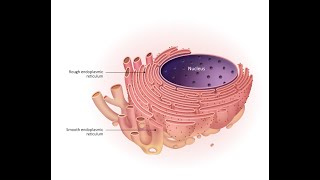 Histology and histophysiology of the endoplasmic reticulum [upl. by Jb50]