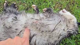 Central asian shepherd and possum [upl. by Rudiger64]