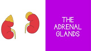 55 Endocrine The Adrenal Glands [upl. by Thorner]