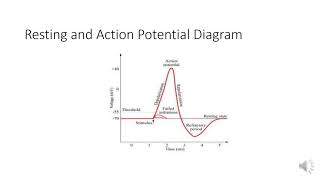 ORIGIN OF BIO POTENTIALS [upl. by Hibbs]