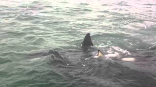 Incredibly close encounter with Orcas in New Zealand [upl. by Eikcuhc680]