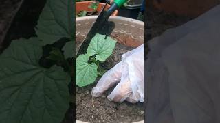 Plant bitter gourd seedling  hl6614 [upl. by Thgiled]