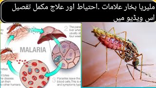 malaria fever symptoms and treatment malaria treatment  malaria symptoms [upl. by Rennie]