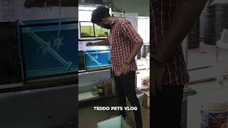 ‼️🐠 Angelfish Breeding  part 2 ‼️tamil [upl. by Anasor123]