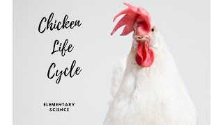 From Hatchlings to Roosters The Incredible Chicken Life Cycle [upl. by Niobe]