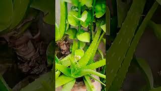 Aloevera ko Swasth rakhne ke liye tips aloeveraplant gardening plants [upl. by Thar]