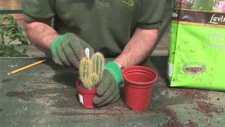 How To Grow A Cactus Plant [upl. by Ylrrad]