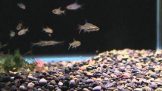 00135MTS Sawbwa resplendens Naked Dwarf Rasbora [upl. by Call]