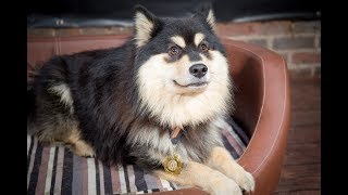 Kissa  Finnish Lapphund  35 Weeks Residential Dog Training [upl. by Olfe167]