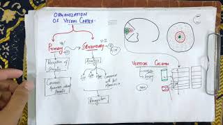 guyton chapter 52 part 2 organisation of visual cortex primary and secondary visual cortexmbbs [upl. by Areivax]