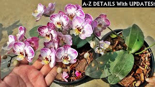 Know How To Grow amp Care For Orchids At Home EASILY Beginners Friendly [upl. by Anirtak]