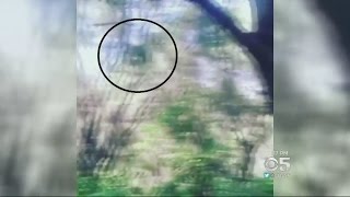 SOCAL MYSTERY Video of an what appears to be a swing ape creates Southern California mystery [upl. by Enidaj]