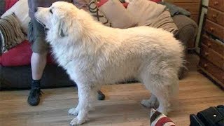 Dog Breed Video Pyrenean Mountain Dogs [upl. by Andrey42]